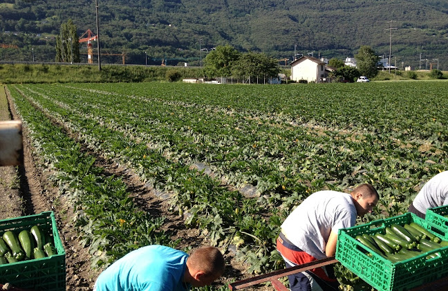 Rezensionen über Agrotomato SA in Bellinzona - Markt