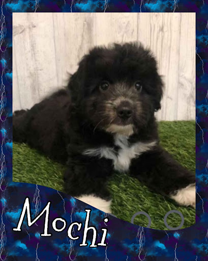 Pet Store «Pet Express», reviews and photos, 250 Granite St, Braintree, MA 02184, USA