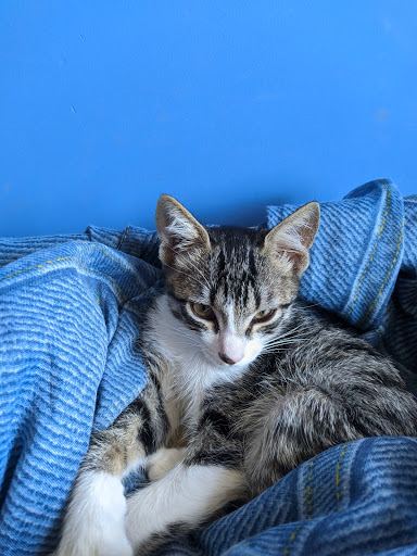 Sitios para adoptar gatos Buenos Aires