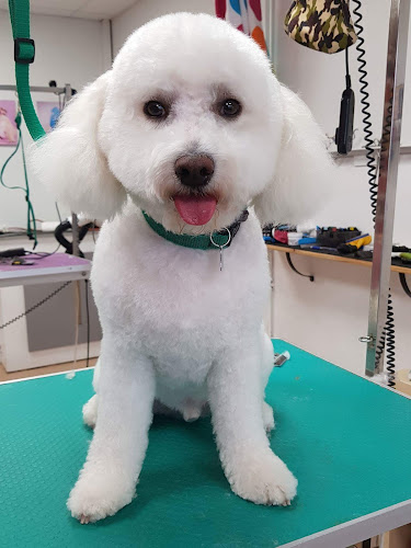 Reviews of Ruff Cuts Dog Grooming Belfast in Belfast - Dog trainer