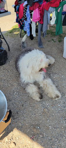 Flea Market «The Mission Market Open Air Market», reviews and photos, 207 W Chavaneaux Rd, San Antonio, TX 78221, USA