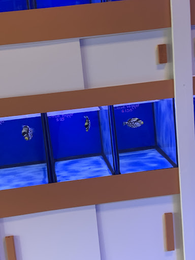 Tropical Fish Store «Nemo Aquarium», reviews and photos, 1560 Indian Trail Rd #106, Norcross, GA 30093, USA