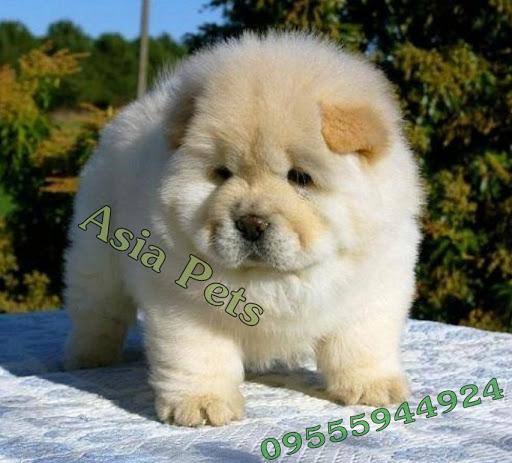 Asia Pet Shop & Dog Clinic - Puppies for Sale in Delhi | Gurgaon | Faridabad | Noida