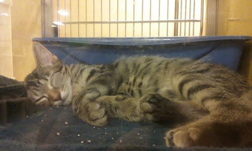 Pet Supply Store «PetSmart», reviews and photos, 47142 Michigan Ave, Canton, MI 48188, USA