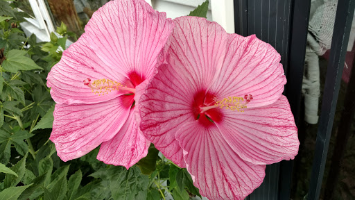 Dollar Store «FAMILY DOLLAR», reviews and photos, 300 Martin St, Greenville, OH 45331, USA