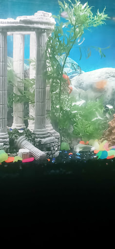 Pet Supply Store «Pet Supermarket», reviews and photos, 3821 S Cobb Dr, Smyrna, GA 30080, USA