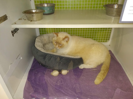 Pet Supply Store «Petco Animal Supplies», reviews and photos, 1574 N Dupont Hwy #300, Dover, DE 19901, USA