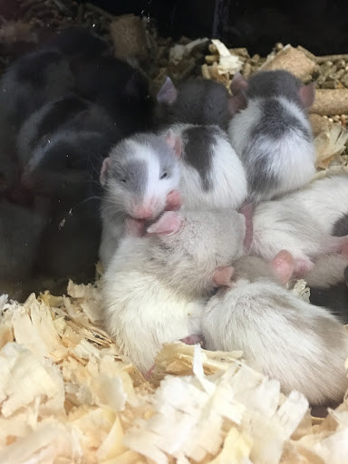 Pet Store «Pet Zone», reviews and photos, 1620 Marion-Mt Gilead Rd, Marion, OH 43302, USA