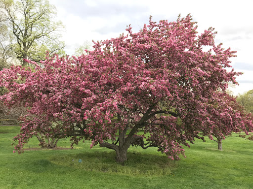 Cherry Collection