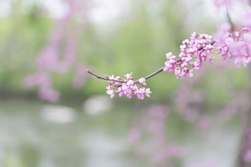 Park «Brandywine Park», reviews and photos, 1080 N Park Dr, Wilmington, DE 19802, USA