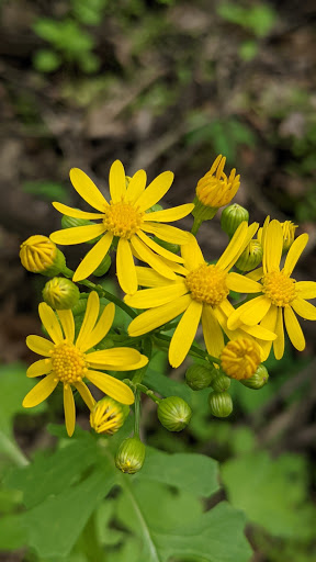 Park «Mather Woods Forest Preserve», reviews and photos, 25032 W Renwick Rd, Plainfield, IL 60544, USA