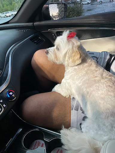 Pet Supply Store «Petco Animal Supplies», reviews and photos, 45205 Worth Ave, California, MD 20619, USA