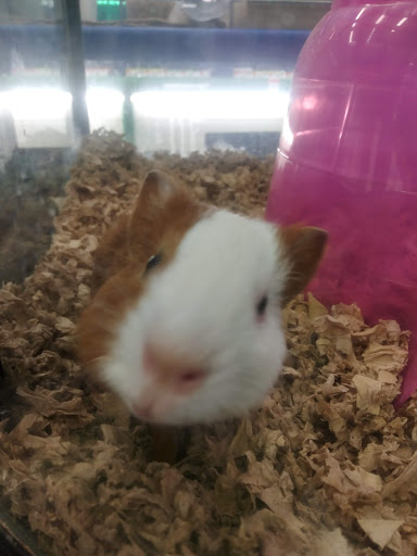 Pet Supply Store «Pet Supplies Plus», reviews and photos, 30450 Lakeshore Blvd, Willowick, OH 44095, USA