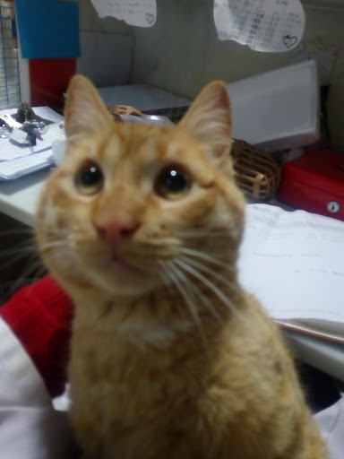 Clínica Veterinaria Candeleda en Candeleda