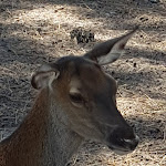 Photo n° 15 de l'avis de Christine.O fait le 06/07/2022 à 14:55 pour Animalia Parc à Naujac-sur-Mer