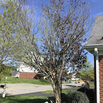 Fred's Tree & Lawn Service - Photo 3 - Car repair in Pittsburgh, PA, Pittsburgh