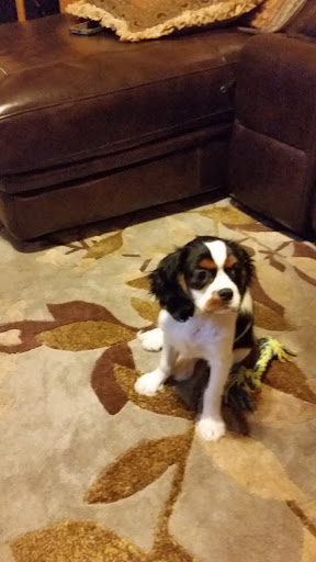 Pet Supply Store «Petland Dallas», reviews and photos, 11909 Preston Rd, Dallas, TX 75230, USA