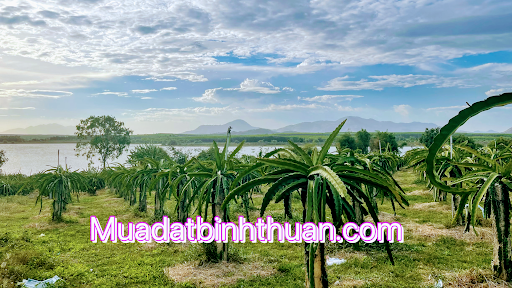 Mua bán đất LaGi - Phan Thiết - Bình Thuận