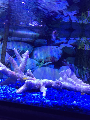 Aquarium «Sea Oddities», reviews and photos, 128 Broad St, Kingsport, TN 37660, USA