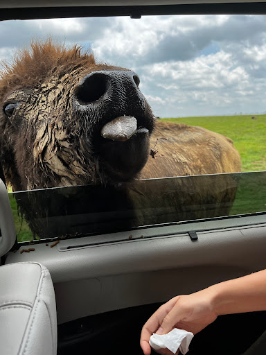 Zoo «Tupelo Buffalo Park & Zoo», reviews and photos, 2272 Coley Rd, Tupelo, MS 38801, USA