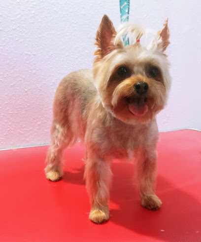 Peluqueria Canina &quot; Ponle Guapo &quot; - Servicios para mascota en Santa Cruz de Tenerife