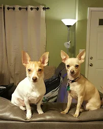 Mini Pet Mart - Car repair in Medford, OR, Medford - Rated 4.5/5