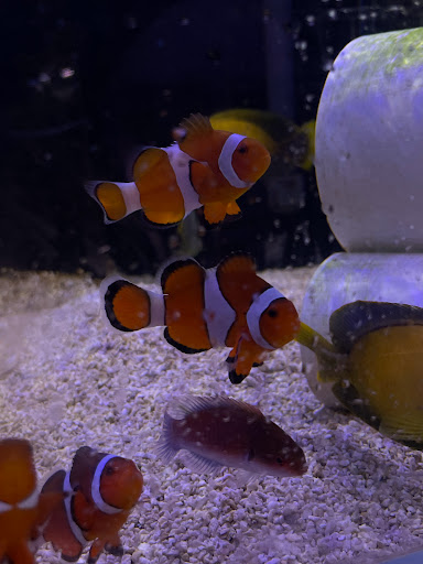 Tropical Fish Store «The Premium Aquarium», reviews and photos, 1875 25th St SE, Salem, OR 97302, USA