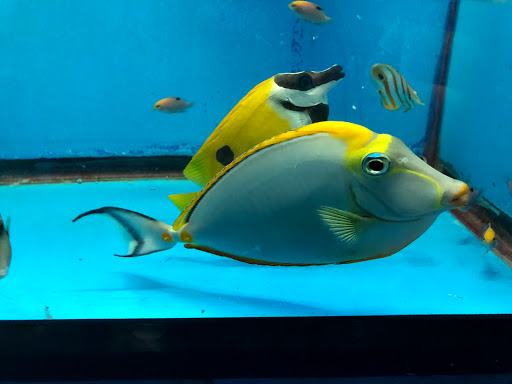 Tropical Fish Store «KHC Aquarium», reviews and photos, 150-1 Northern Blvd, Flushing, NY 11354, USA