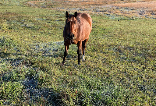 Horseback Riding Service «Secret Passage Ranch», reviews and photos, 321 Spring Mountain Way, Fort Valley, VA 22652, USA