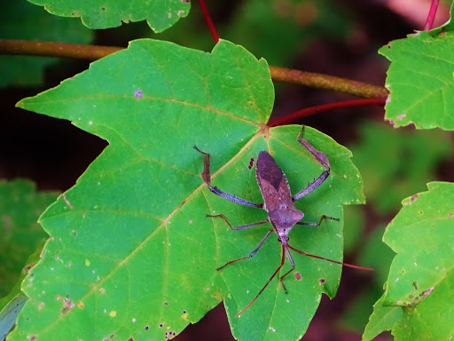 Park «Lake Lotus Park Office», reviews and photos, 1153 Lake Lotus Park Rd, Altamonte Springs, FL 32714, USA