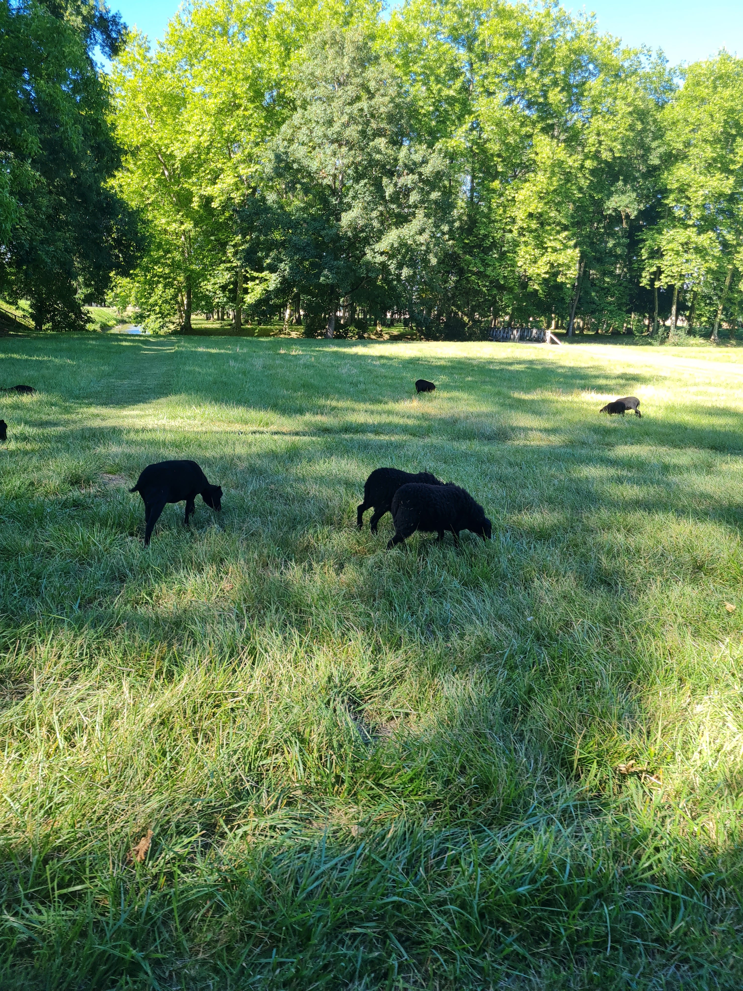 Photo n° 2 de l'avis de boule.a fait le 18/07/2022 à 20:01