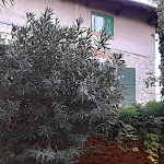 Photo n°3 de l'avis de G. fait le 11/09/2022 à 06:58 sur le  Ristorante Bar Scovolo à San Felice del Benaco