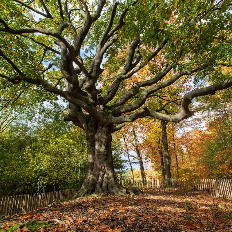 De Heksenboom