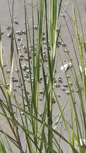 Park «Morse Park Landing», reviews and photos, 4939 US-17 BUS, Murrells Inlet, SC 29576, USA