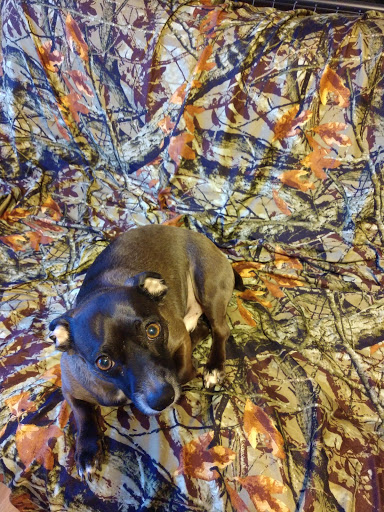 Pet Supply Store «Petco Animal Supplies», reviews and photos, 1065 Kennedy Rd, Windsor, CT 06095, USA