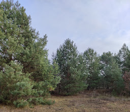 Kleingartenverein Biesenhorst II e.V. photo