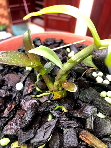 Vườn lan Nguyên Kon Tum