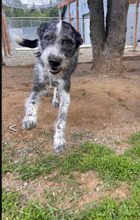 Hyline Hotel for Dogs - Photo 7 - Car repair in Everson, WA, Bellingham