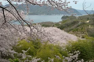 Hill of a thousand cherry trees image
