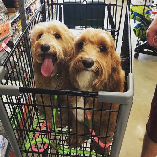 Pet Supply Store «Pet Supplies Plus», reviews and photos, 5394 Kemps River Dr Suite 101, Virginia Beach, VA 23464, USA