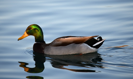 City Park «Celebration Park», reviews and photos, 701 Angel Pkwy, Allen, TX 75002, USA