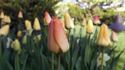 Landscaper «Elite Grounds L.C.», reviews and photos, 800 S Main St, Pleasant Grove, UT 84062, USA