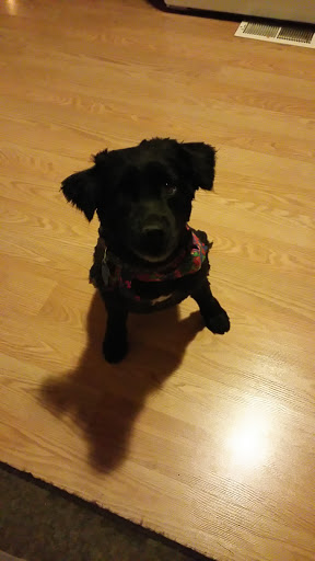 Pet Groomer «Doggie Doos By Amy Lou», reviews and photos, 132 2nd St NE, New Philadelphia, OH 44663, USA