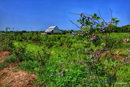 Event Venue «The Grove at Williamson Place», reviews and photos, 3250 Wilkinson Pike, Murfreesboro, TN 37129, USA