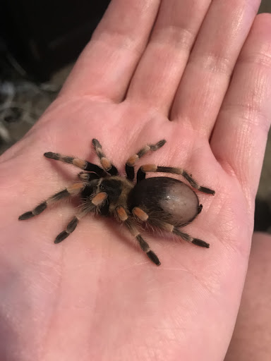 Reptile Store «Reptile Pets Direct», reviews and photos, 8088 Pat Booker Rd, Live Oak, TX 78233, USA