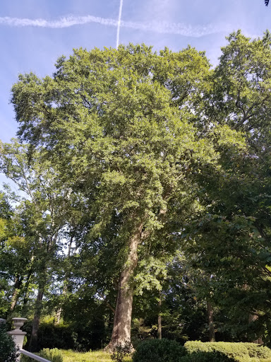 Art Center «Callanwolde Fine Arts Center», reviews and photos, 980 Briarcliff Rd NE, Atlanta, GA 30306, USA