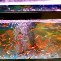 Pet Store «Petland Discounts - Glen Oaks», reviews and photos, 25915 Union Tpke, Glen Oaks, NY 11004, USA