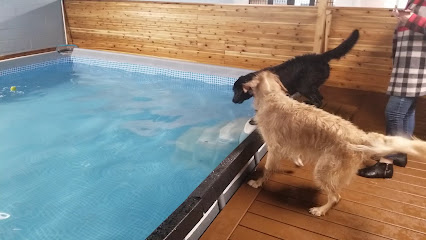 Dog Swim Vancouver