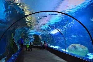 Omaha's Henry Doorly Zoo and Aquarium image