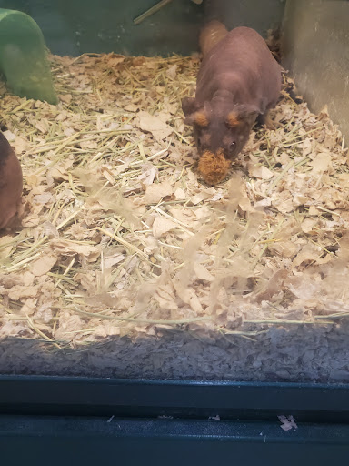 Pet Supply Store «Pet Supplies Plus», reviews and photos, 1168 Farmington Ave, Bristol, CT 06010, USA